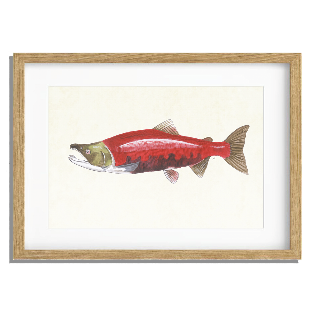 Ingelijst "Rode zalm"