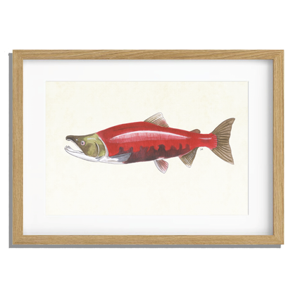 Ingelijst "Rode zalm"