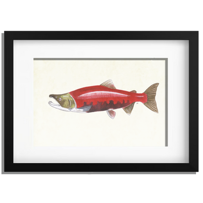 Ingelijst "Rode zalm"