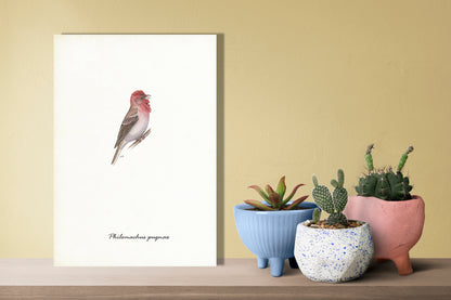 Wanddecoratie "Roodmus"