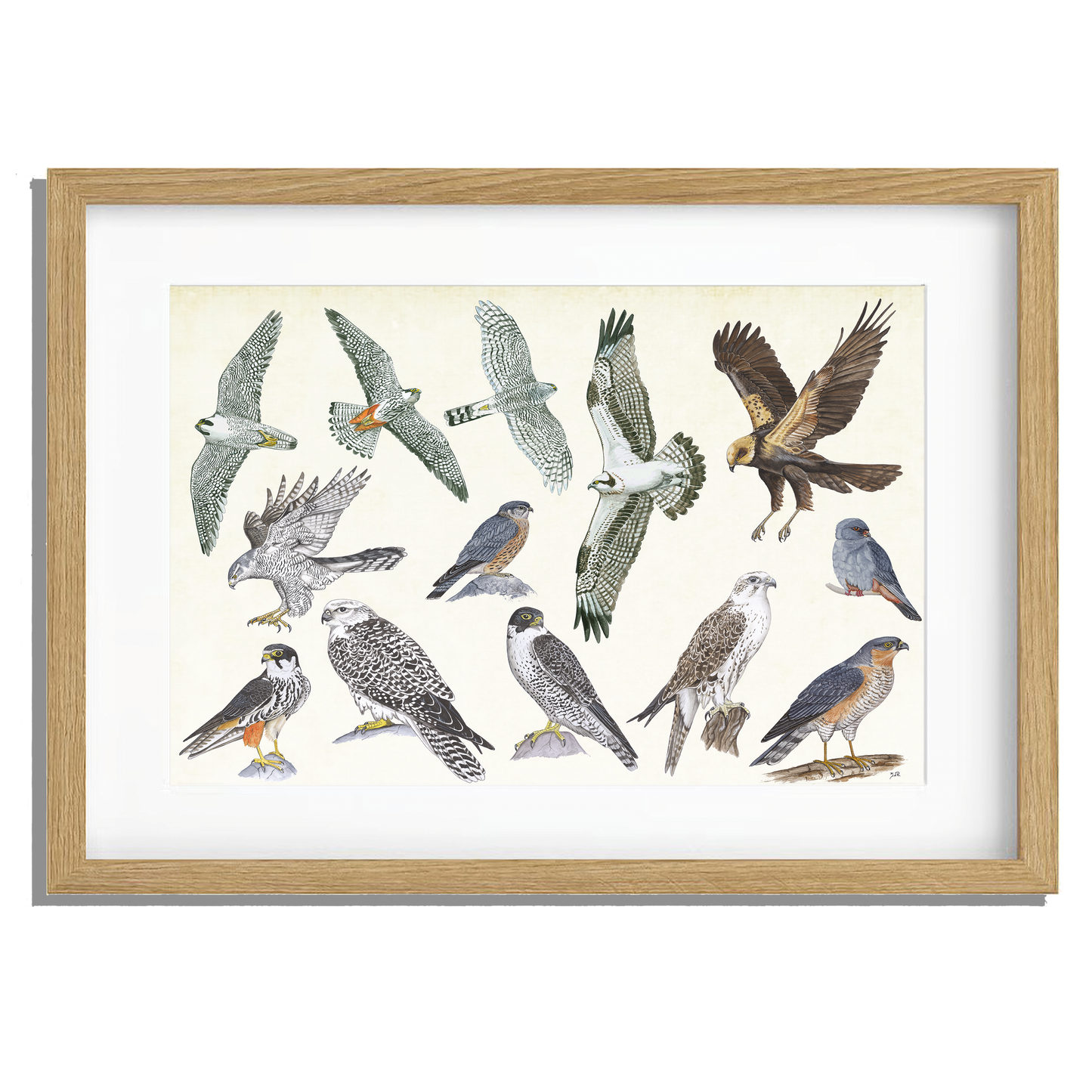 Ingelijst "Roofvogels"