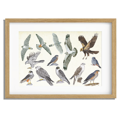 Ingelijst "Roofvogels"