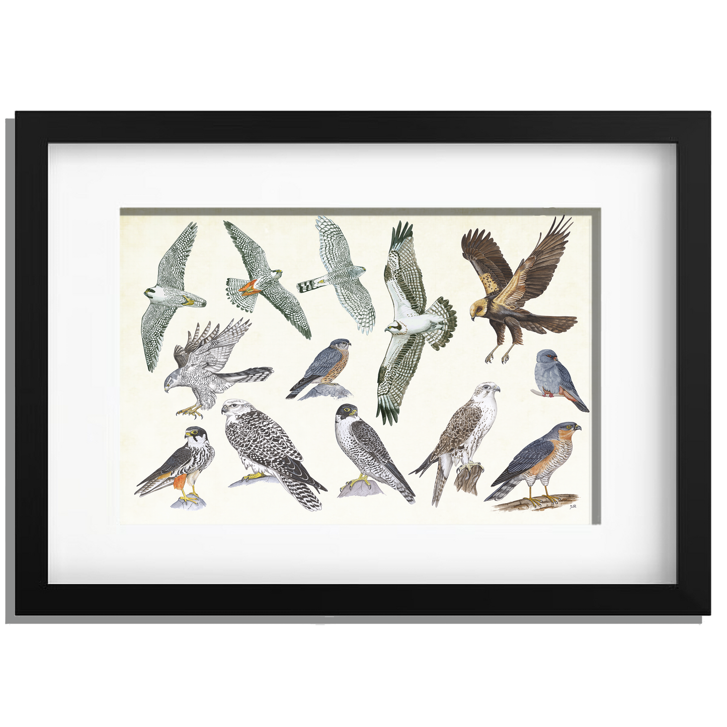 Ingelijst "Roofvogels"