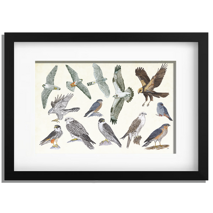 Ingelijst "Roofvogels"