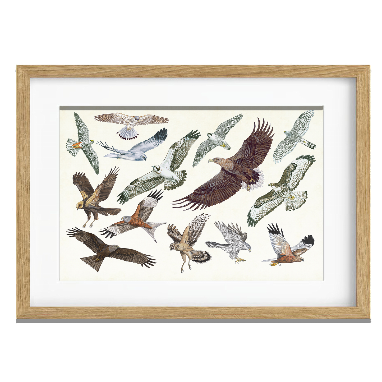Ingelijst "Roofvogels in vlucht"