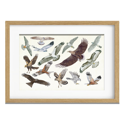 Ingelijst "Roofvogels in vlucht"