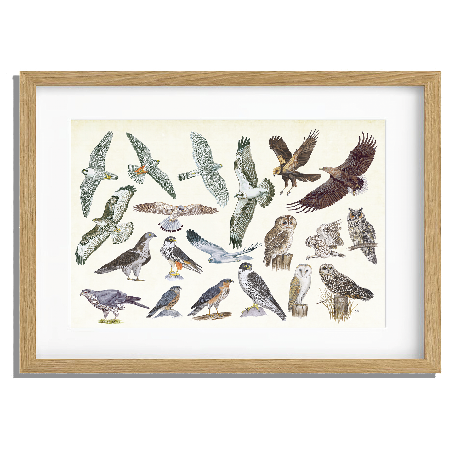 Ingelijst "Roofvogels en uilen"
