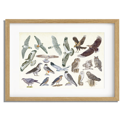 Ingelijst "Roofvogels en uilen"