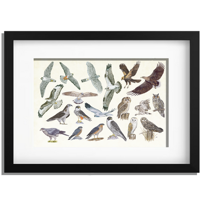 Ingelijst "Roofvogels en uilen"