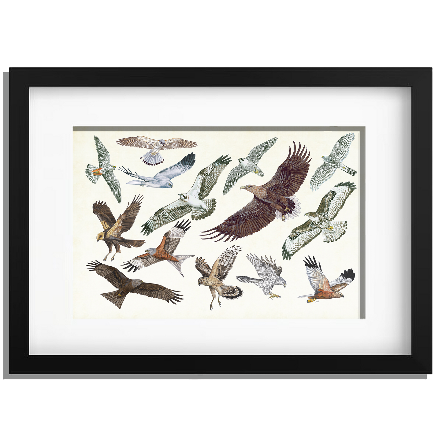 Ingelijst "Roofvogels in vlucht"