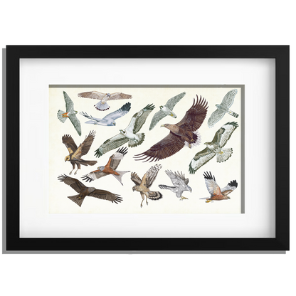 Ingelijst "Roofvogels in vlucht"
