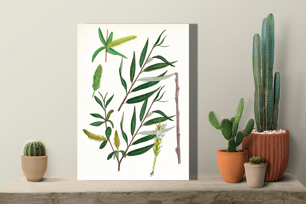 Wanddecoratie "Schietwilg, het leven van"
