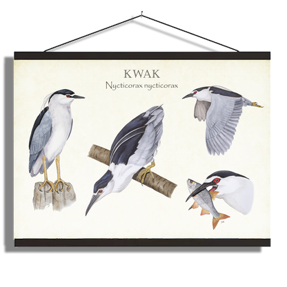 Schoolplaat "Kwak, het leven van"