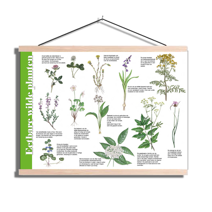 Herkenningsposter "Eetbare wilde planten 2"