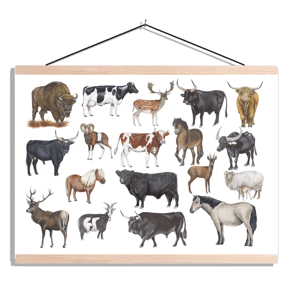 Schoolplaat "Grote grazers"