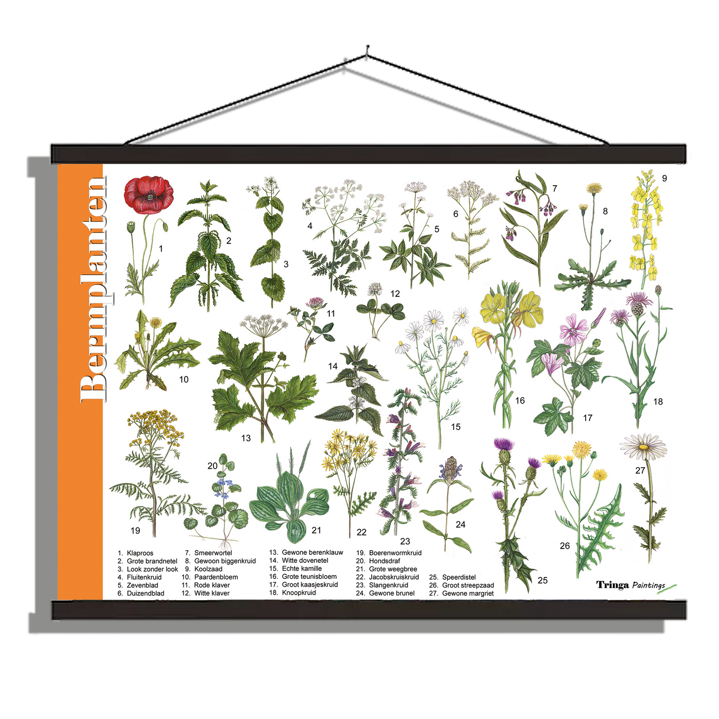 Herkenningsposter "Bermplanten"
