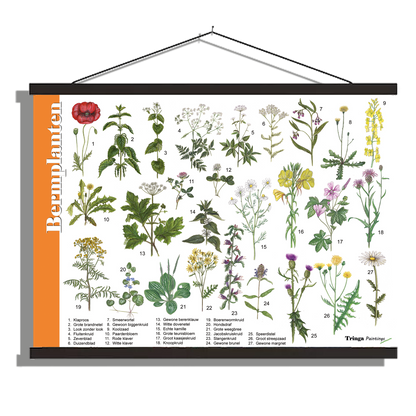 Herkenningsposter "Bermplanten"
