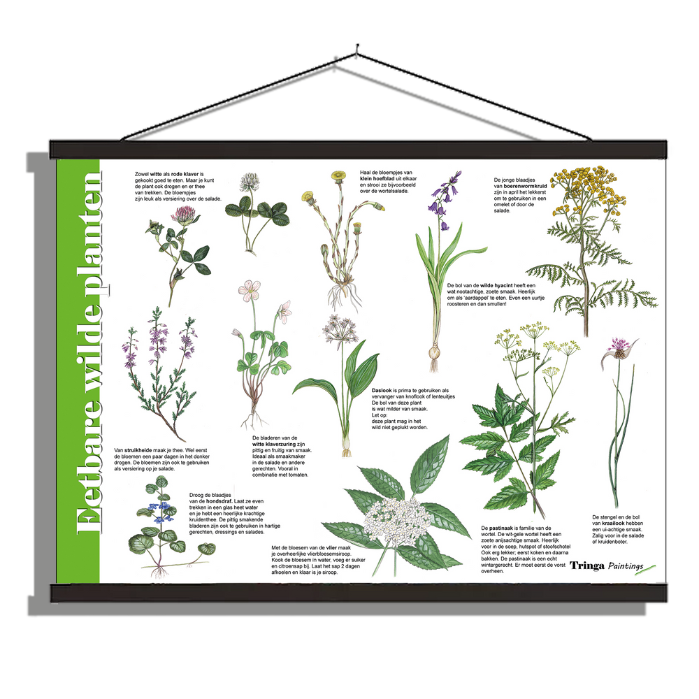 Herkenningsposter "Eetbare wilde planten 2"