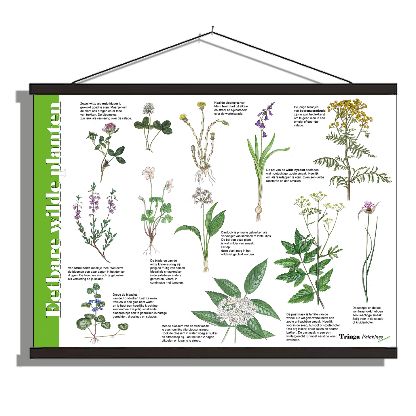 Herkenningsposter "Eetbare wilde planten 2"