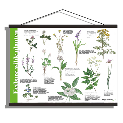 Herkenningsposter "Eetbare wilde planten 2"