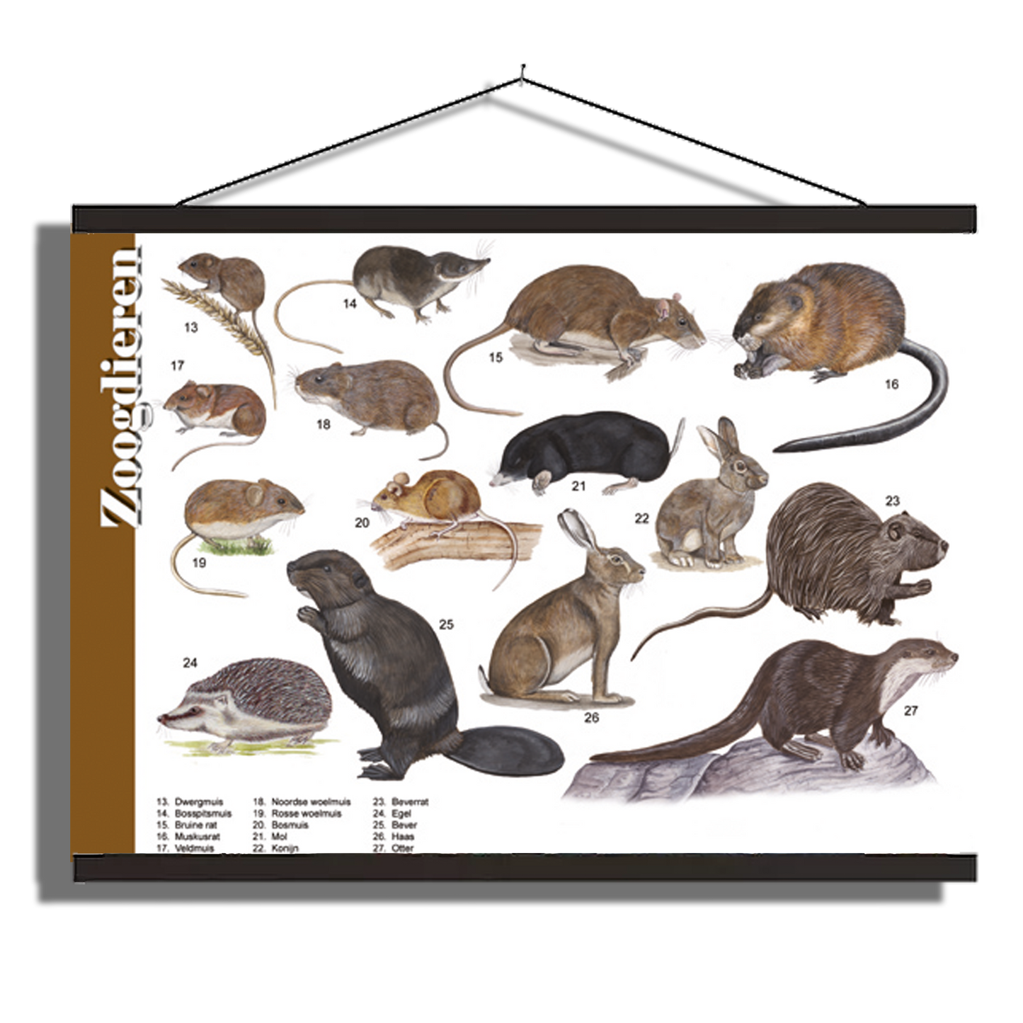 Herkenningsposter "Kleine zoogdieren"