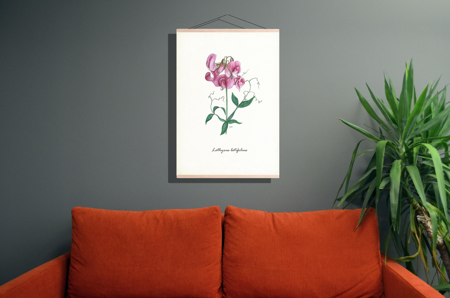 Schoolplaat "Brede lathyrus"