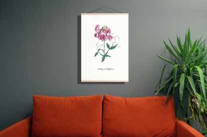 Schoolplaat "Brede lathyrus"