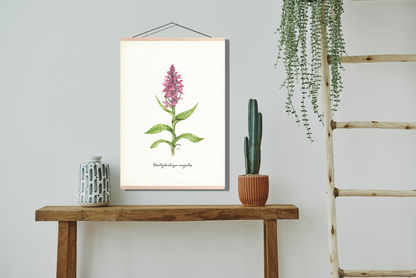 Schoolplaat "Brede orchis"