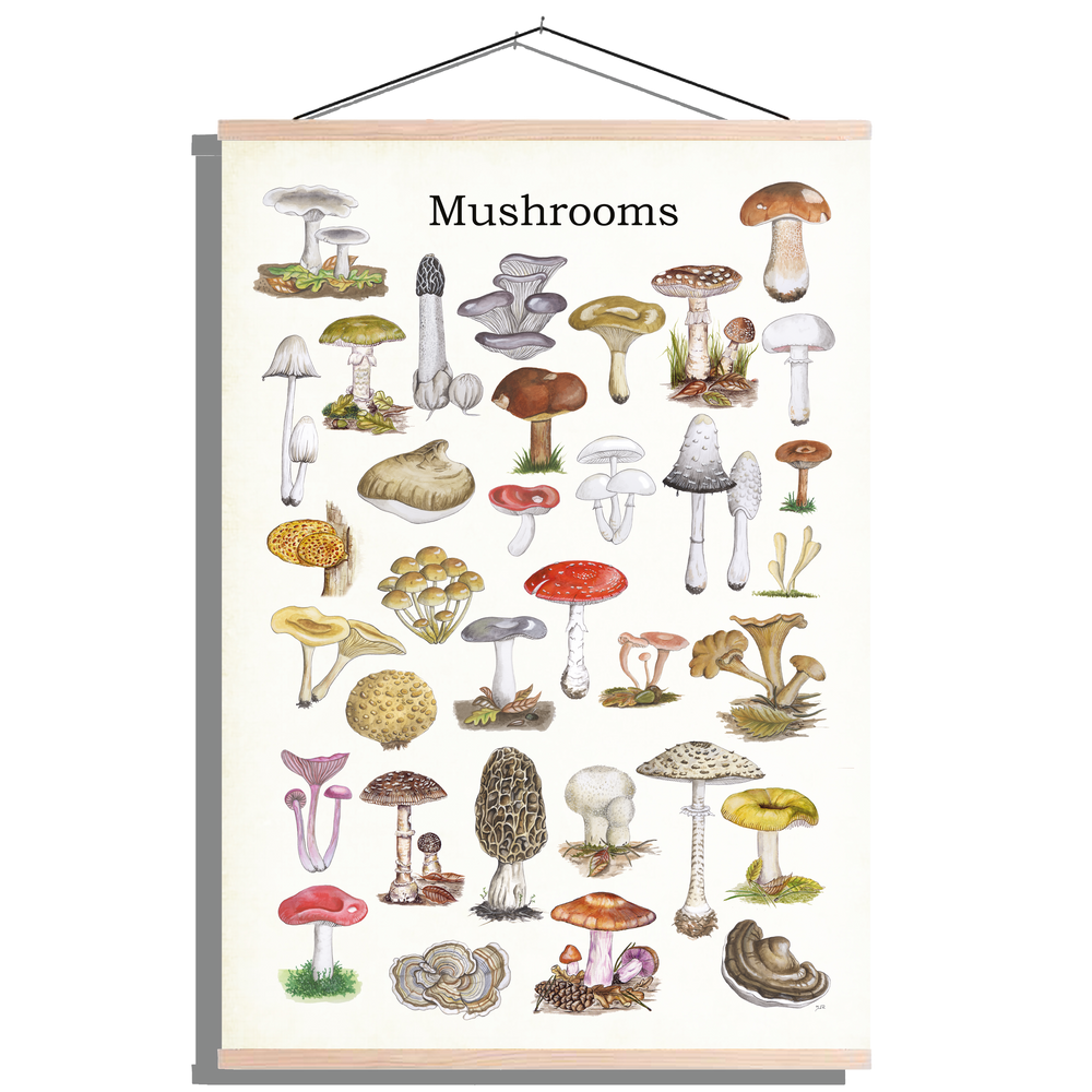Schoolplaat "Mushrooms"