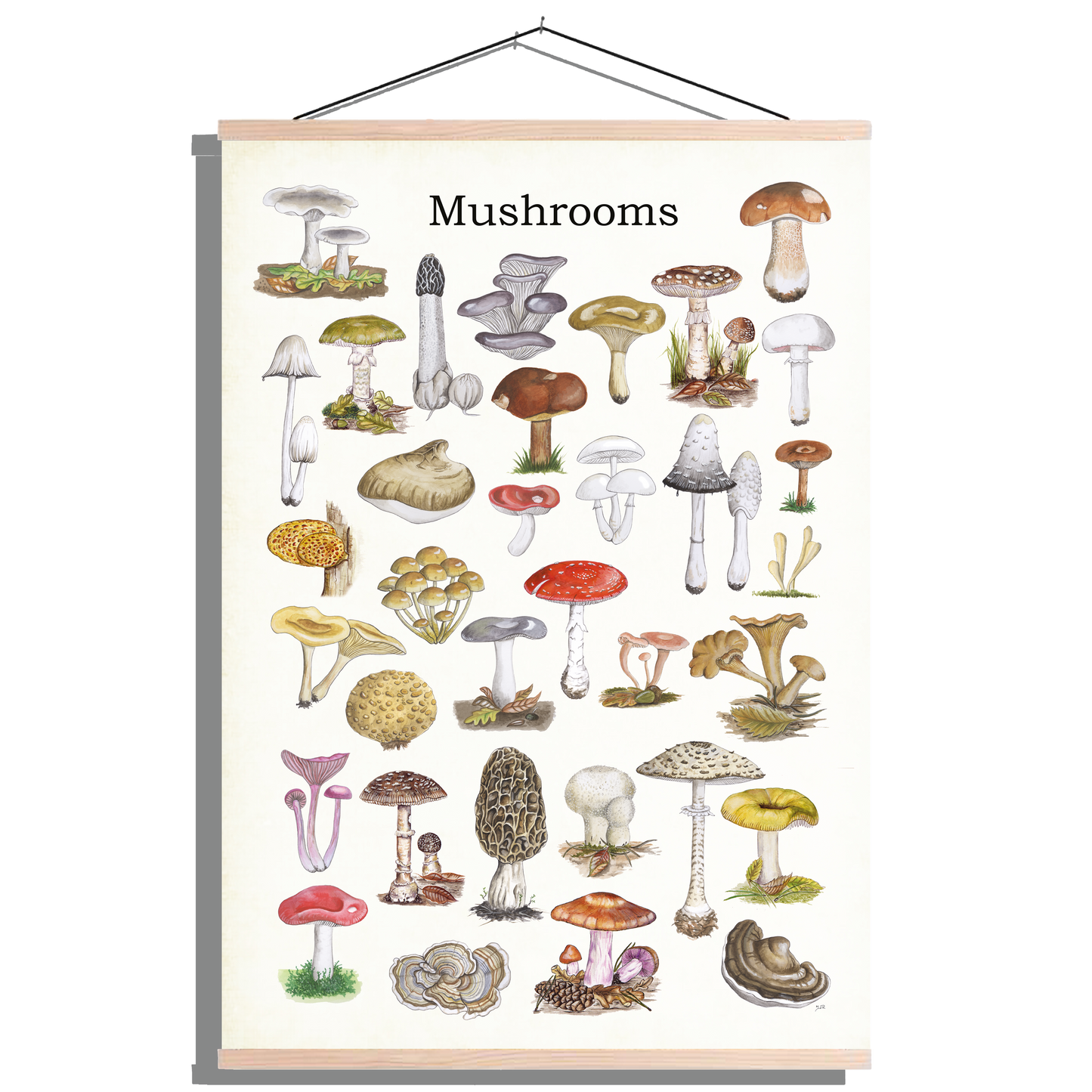 Schoolplaat "Mushrooms"