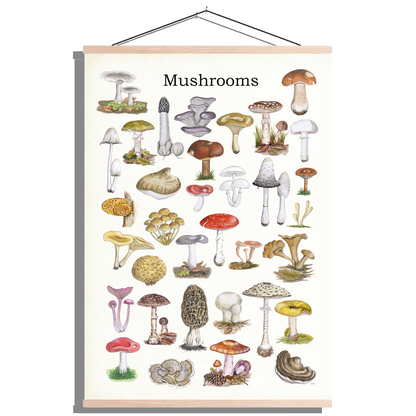 Schoolplaat "Mushrooms"