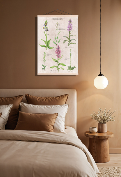 Schoolplaat "Orchideeën"