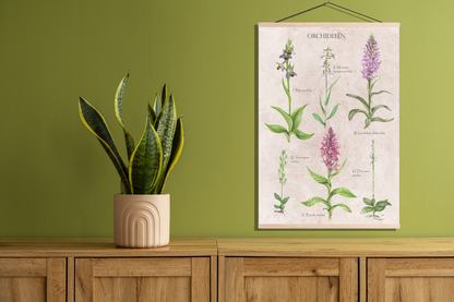 Schoolplaat "Orchideeën"