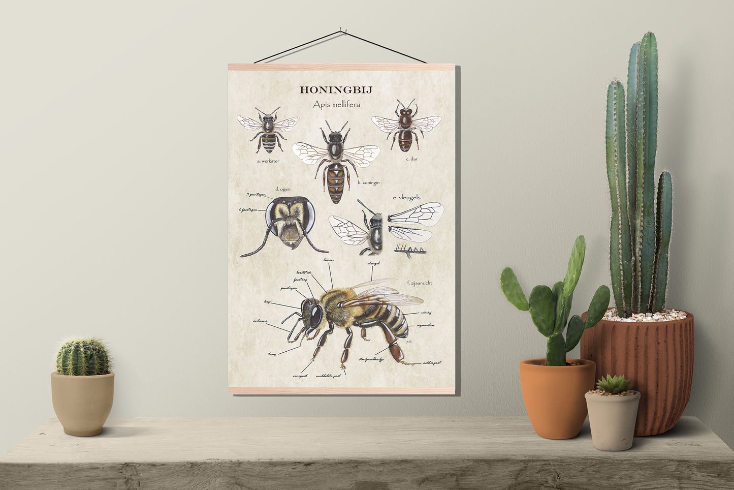 Schoolplaat "Anatomie van de honingbij"