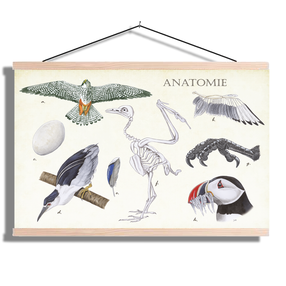 Schoolplaat "Anatomie Birds"