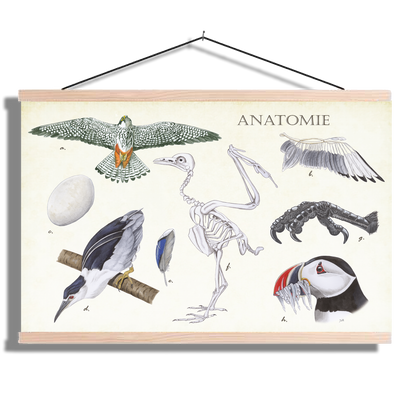 Schoolplaat "Anatomie Birds"