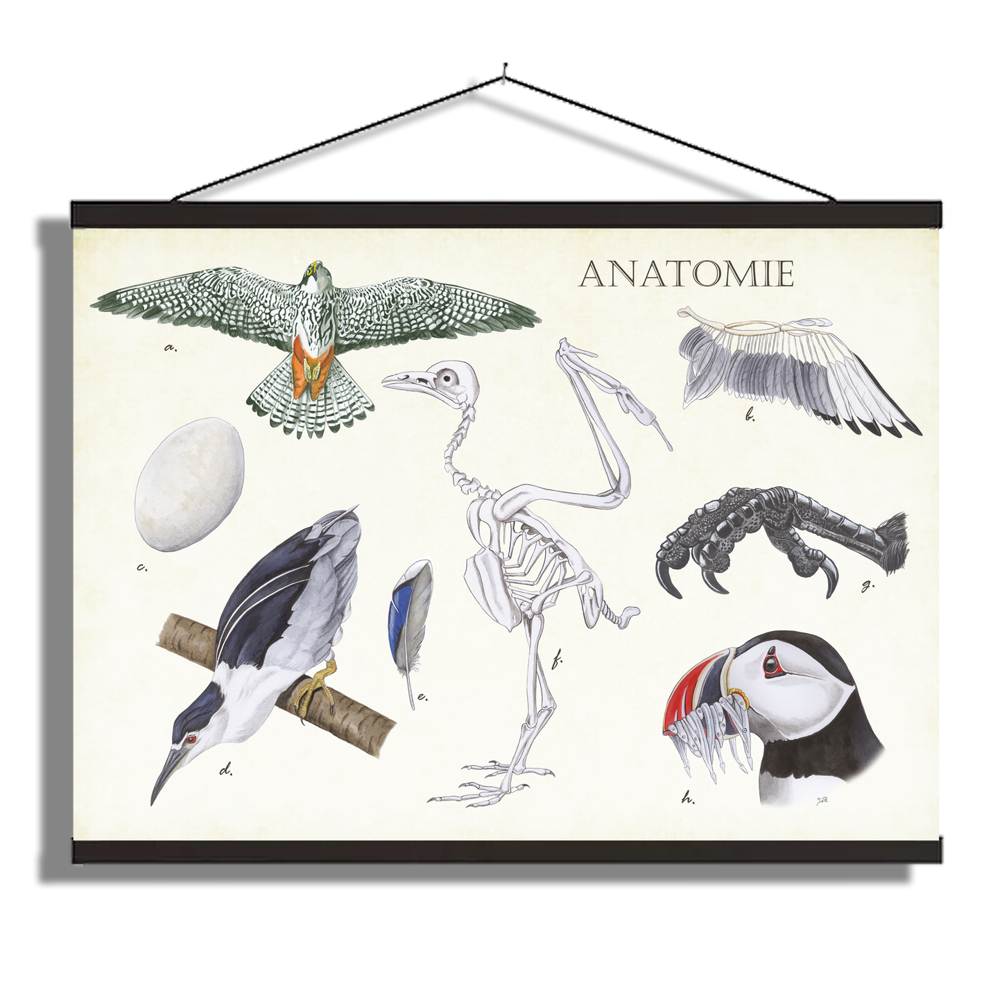 Schoolplaat "Anatomie Birds"