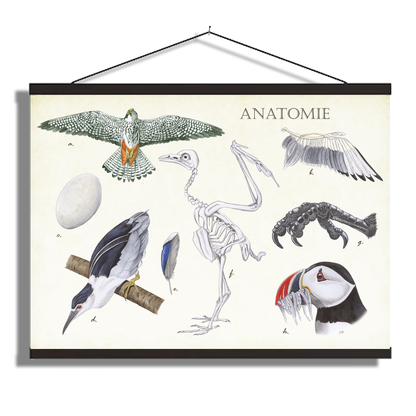 Schoolplaat "Anatomie Birds"