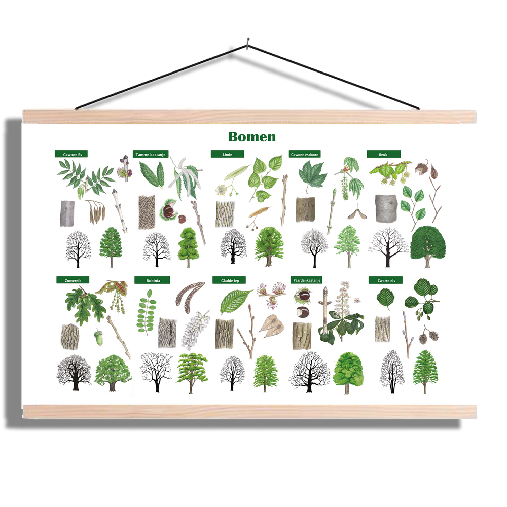 Schoolplaat "Bomen"