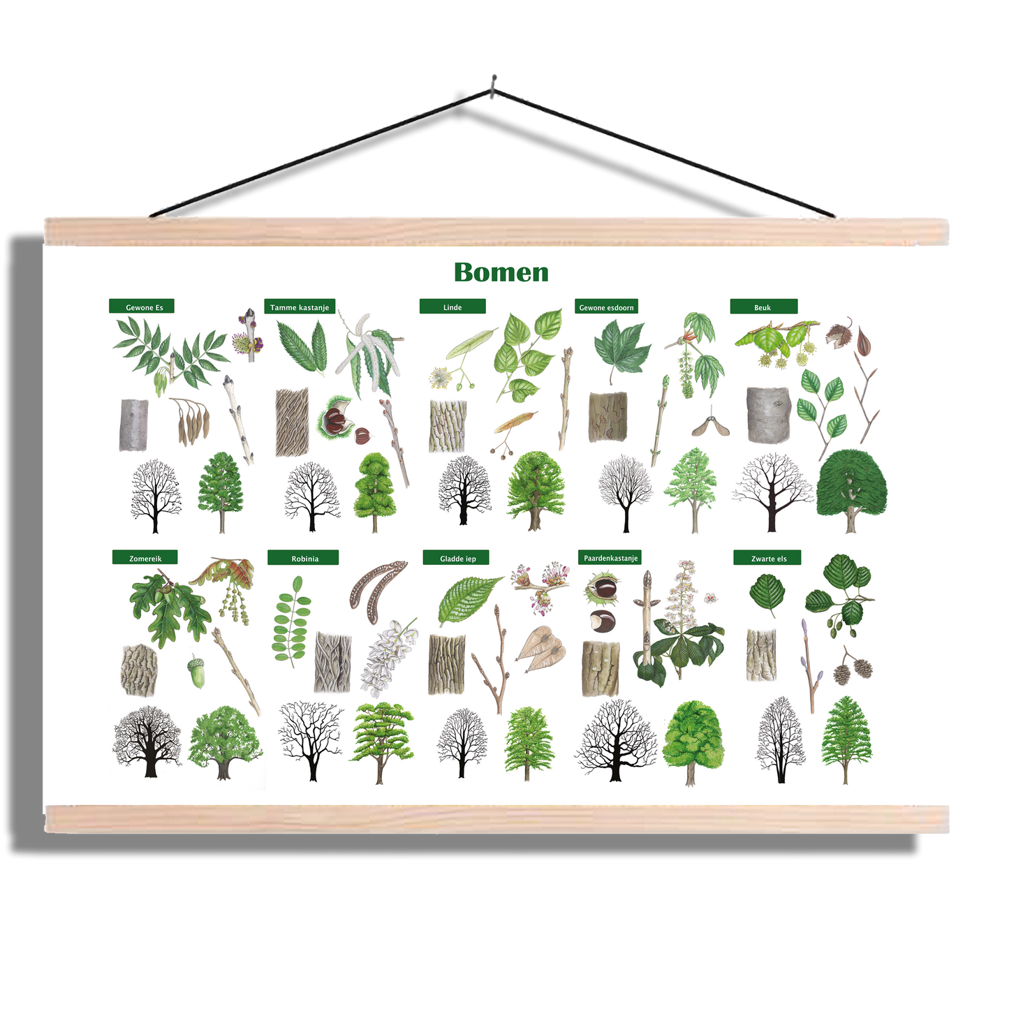 Schoolplaat "Bomen"