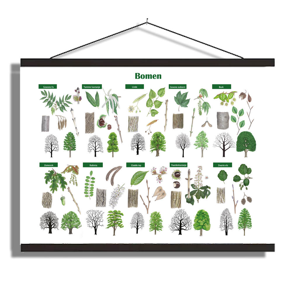 Schoolplaat "Bomen"