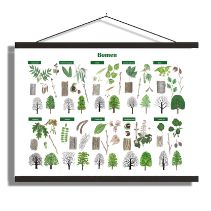 Schoolplaat "Bomen"