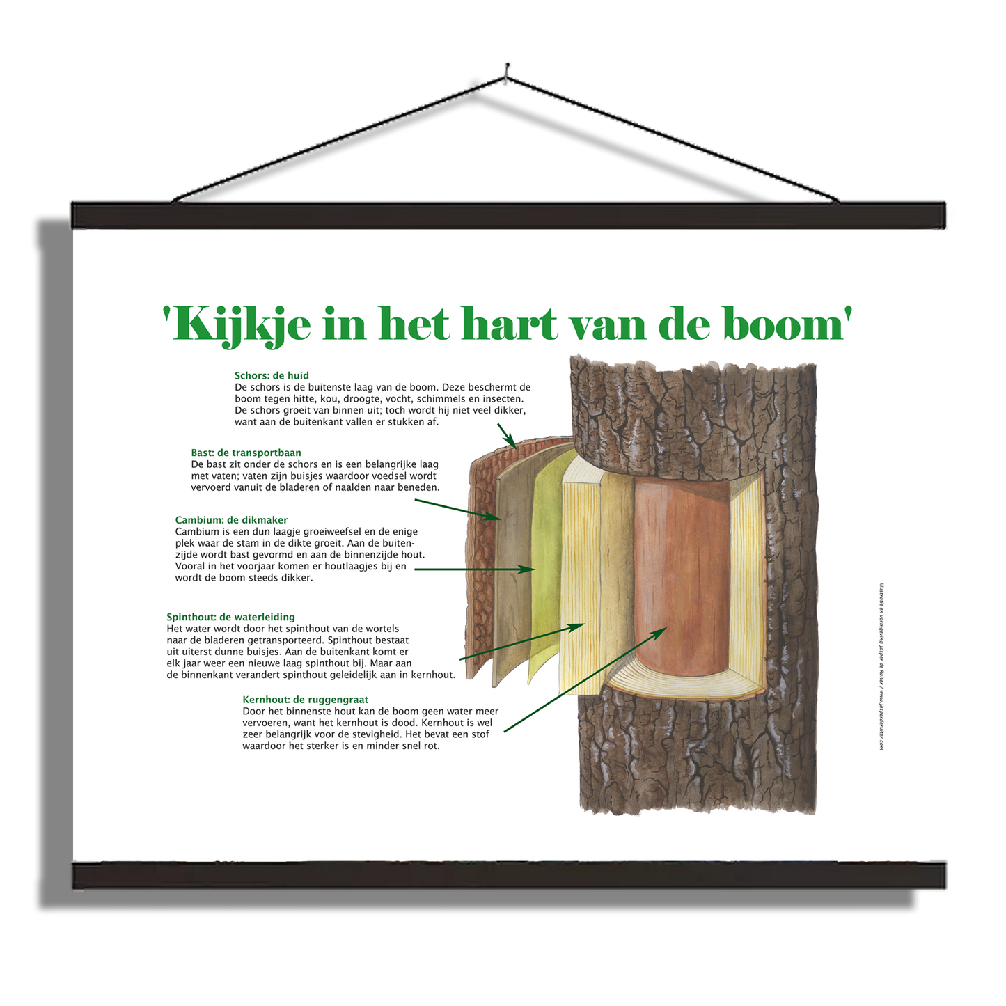 Schoolplaat "Boom van binnen"