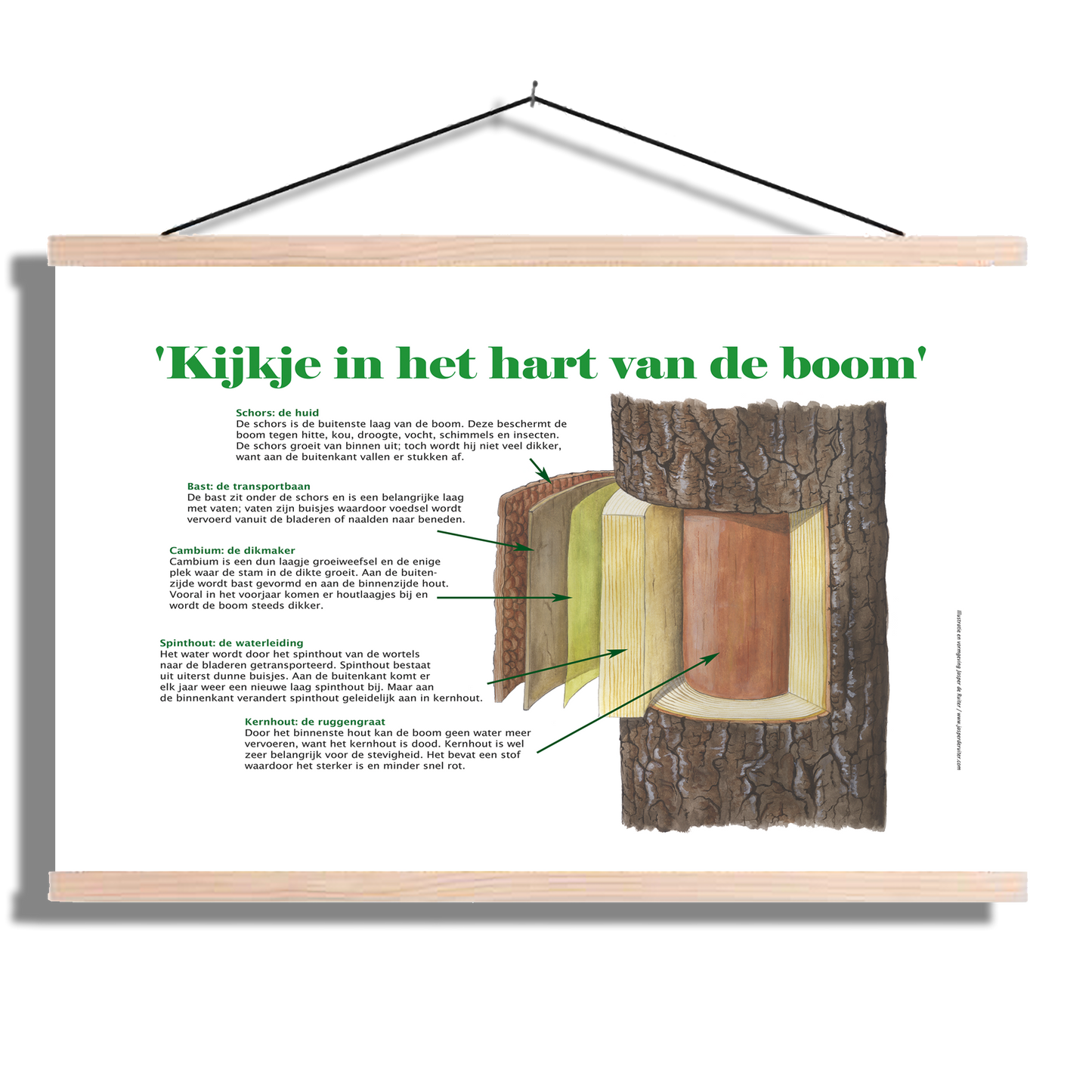 Schoolplaat "Boom van binnen"