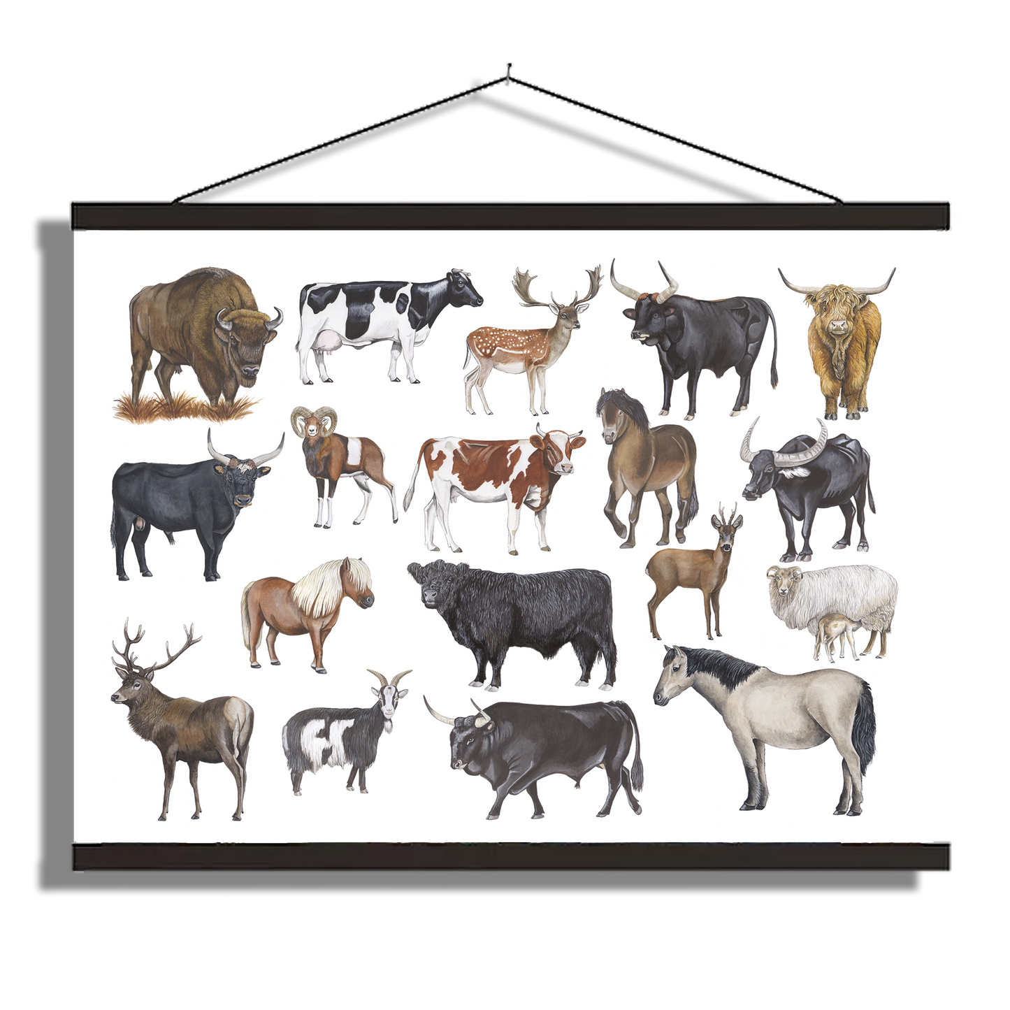Schoolplaat "Grote grazers"