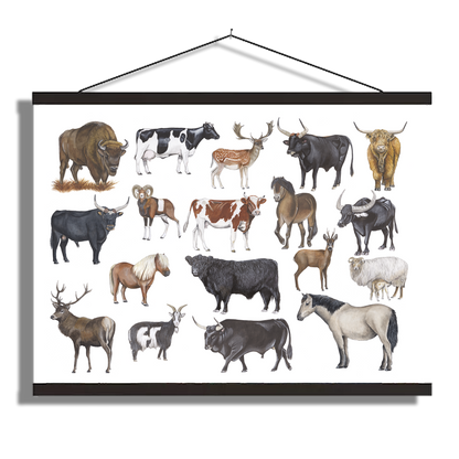 Schoolplaat "Grote grazers"