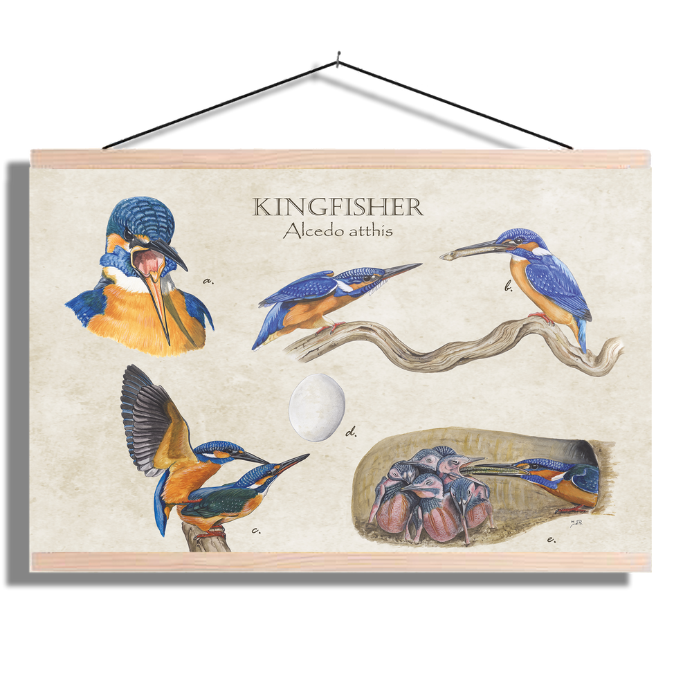 Schoolplaat "Kingfisher"