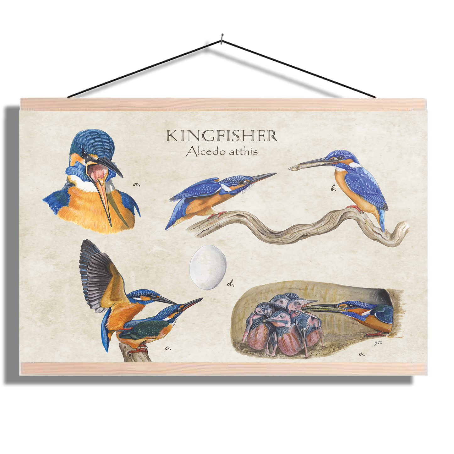 Schoolplaat "Kingfisher"