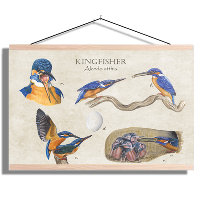 Schoolplaat "Kingfisher"