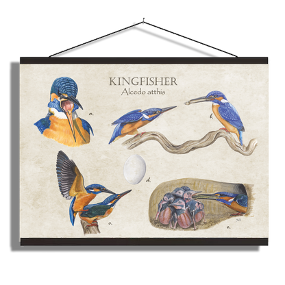Schoolplaat "Kingfisher"